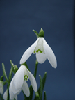 Galanthus