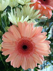 Gerbera