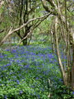 Bluebells, Norfolk