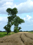 Trees in Landscape
